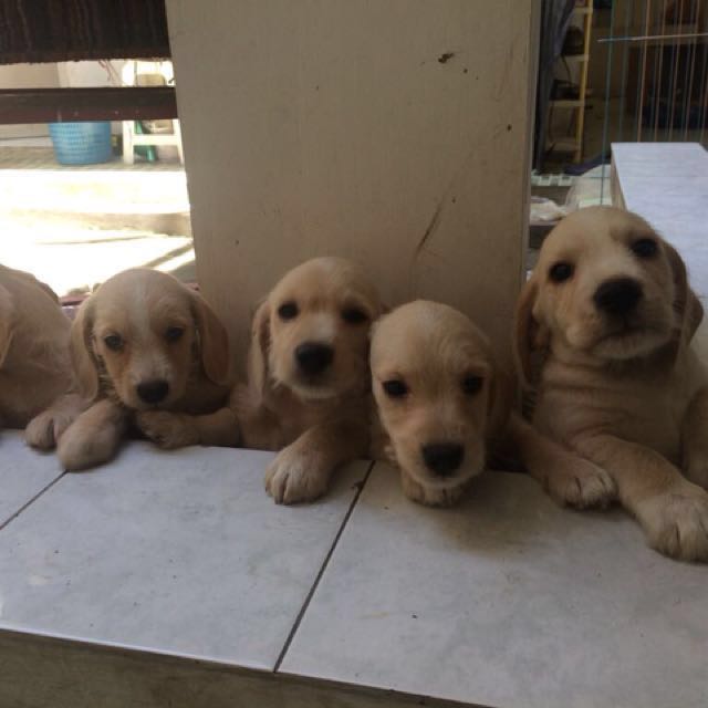 Jual Anak Anjing Murah Puppies Dog Lucu Bandung Only Female