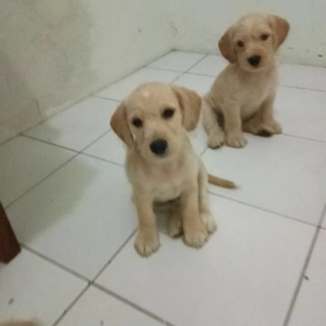 Jual Anak Anjing Murah Puppies Dog Lucu Bandung Only Female