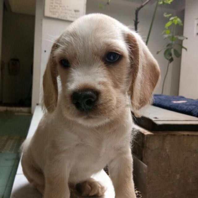 Jual Anak Anjing Murah Puppies Dog Lucu Bandung Only Female