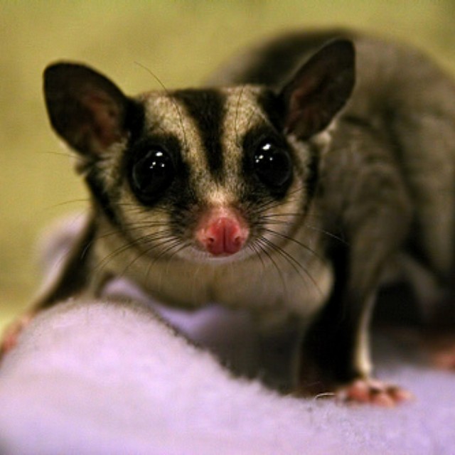 SUGAR GLIDER CUCI TANGAN Pet Supplies Health Grooming on Carousell