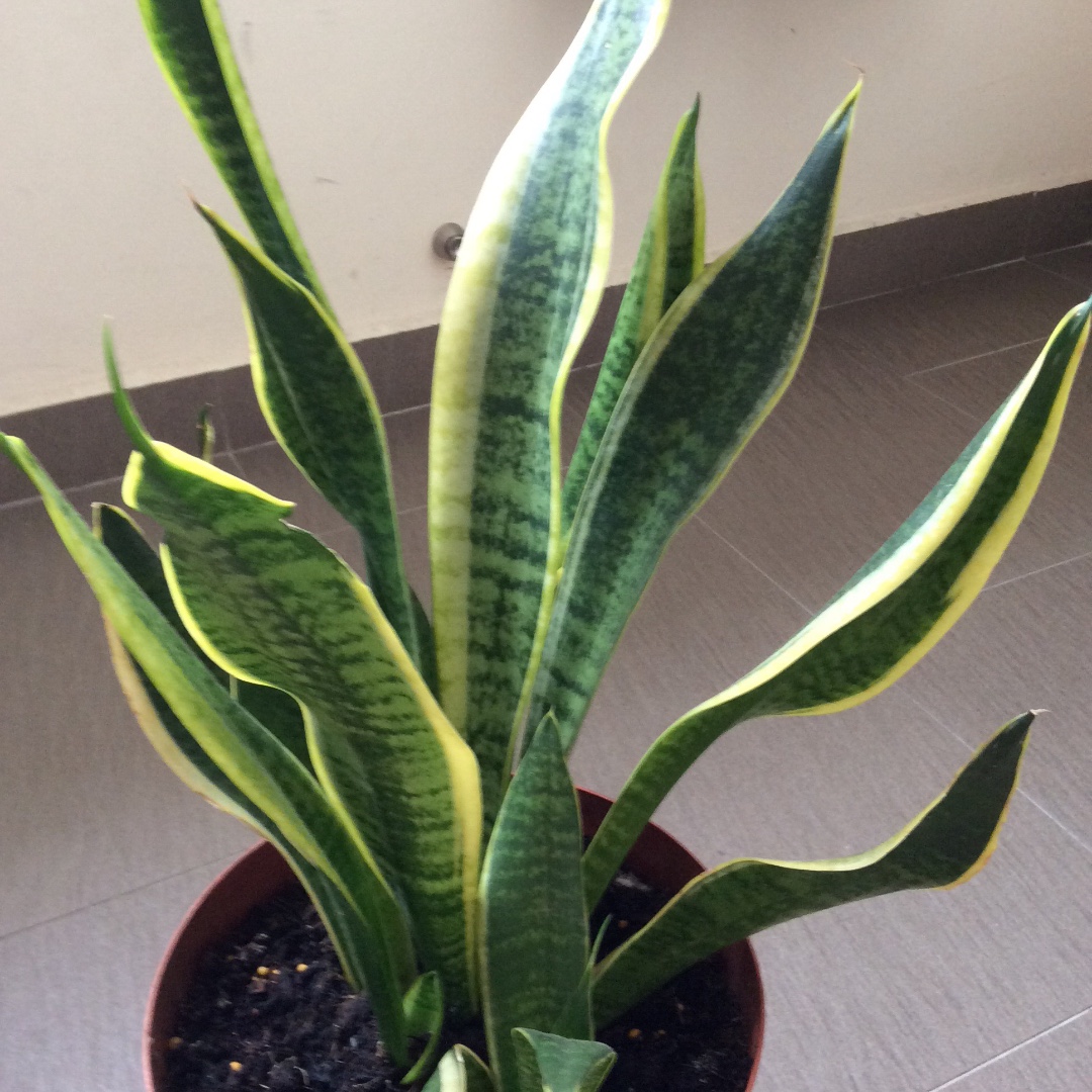 Snake Plant, Furniture & Home Living, Gardening, Plants & Seeds on ...