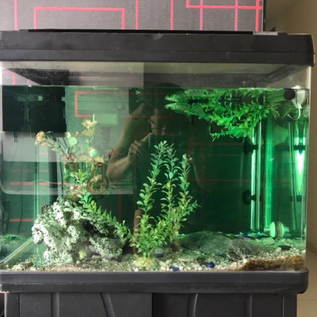 Aquarium Fish Tank On Carou Photo