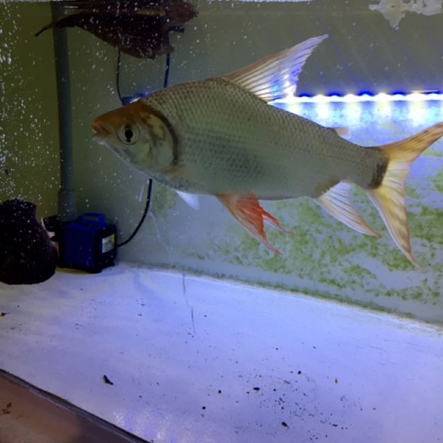 Flagtail Aka Fei Fong Fish Pet Supplies Pet Accessories On Carousell