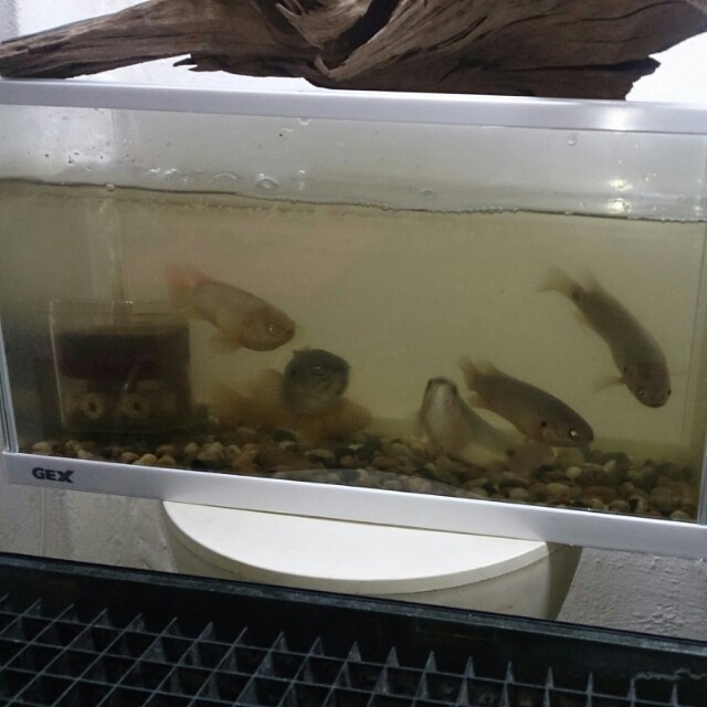 Climbing perch(betok), Pet Supplies, Homes & Other Pet Accessories on