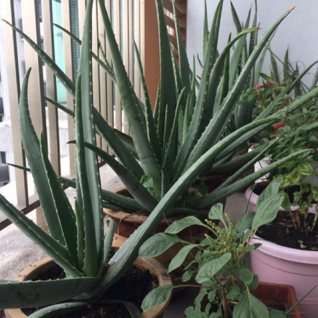 50 Off Organic Edible Aloe Vera Home Furniture Gardening On