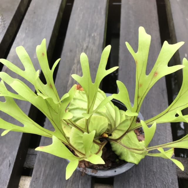 Platycerium Ridleyi For Sale Gardening On Carousell