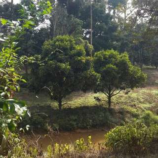 Freehold land with durian trees and stream in Lipis Pahang