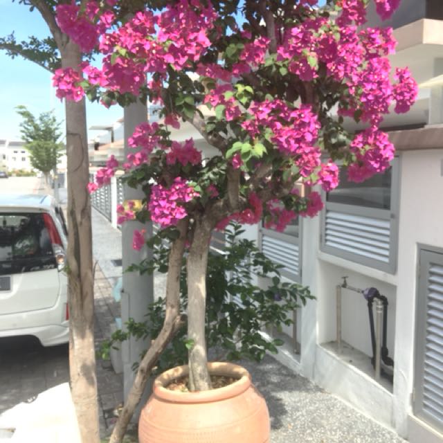 Pokok Bunga Kertas Besar Home Furniture Gardening On Carousell