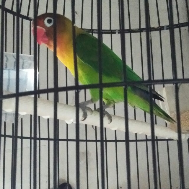 Burung Lb Cwo Looking For On Carousell