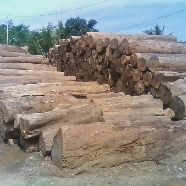 Kayu Damar Merah Putih Harga 2 2jt Kubik Perkebunan Di Carousell