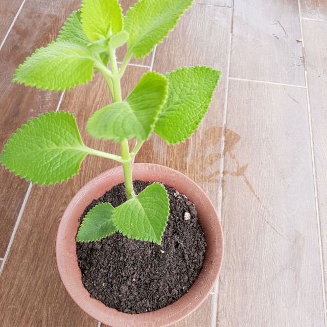 Oregano in english. Karpuravalli in tamil, Furniture & Home Living