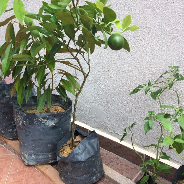 Ini Lah Cara Penjagaan Pokok Fiddle Fig Desainrumahid Wanita Ini Tunjuk Cara Nak Biak Fiddle Leaf Fig Dan Penjagaan Photo Pokok Limau Kasturi Home Furniture Gardening On Carou