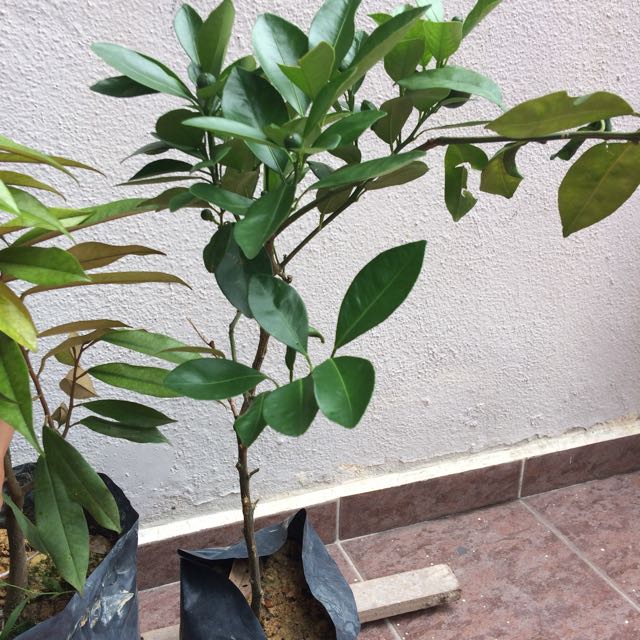 Ini Lah Cara Penjagaan Pokok Fiddle Fig Desainrumahid Pokok Limau Kasturi Home Furniture Gardening On Carou Ni Fiddle Fig