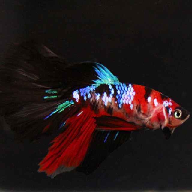 Black Galaxy Koi Hm Betta Hi Res Images Pet Supplies Homes Other Pet Accessories On Carousell