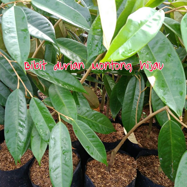 Download 6400 Gambar Durian Hijau Terbaru Gratis