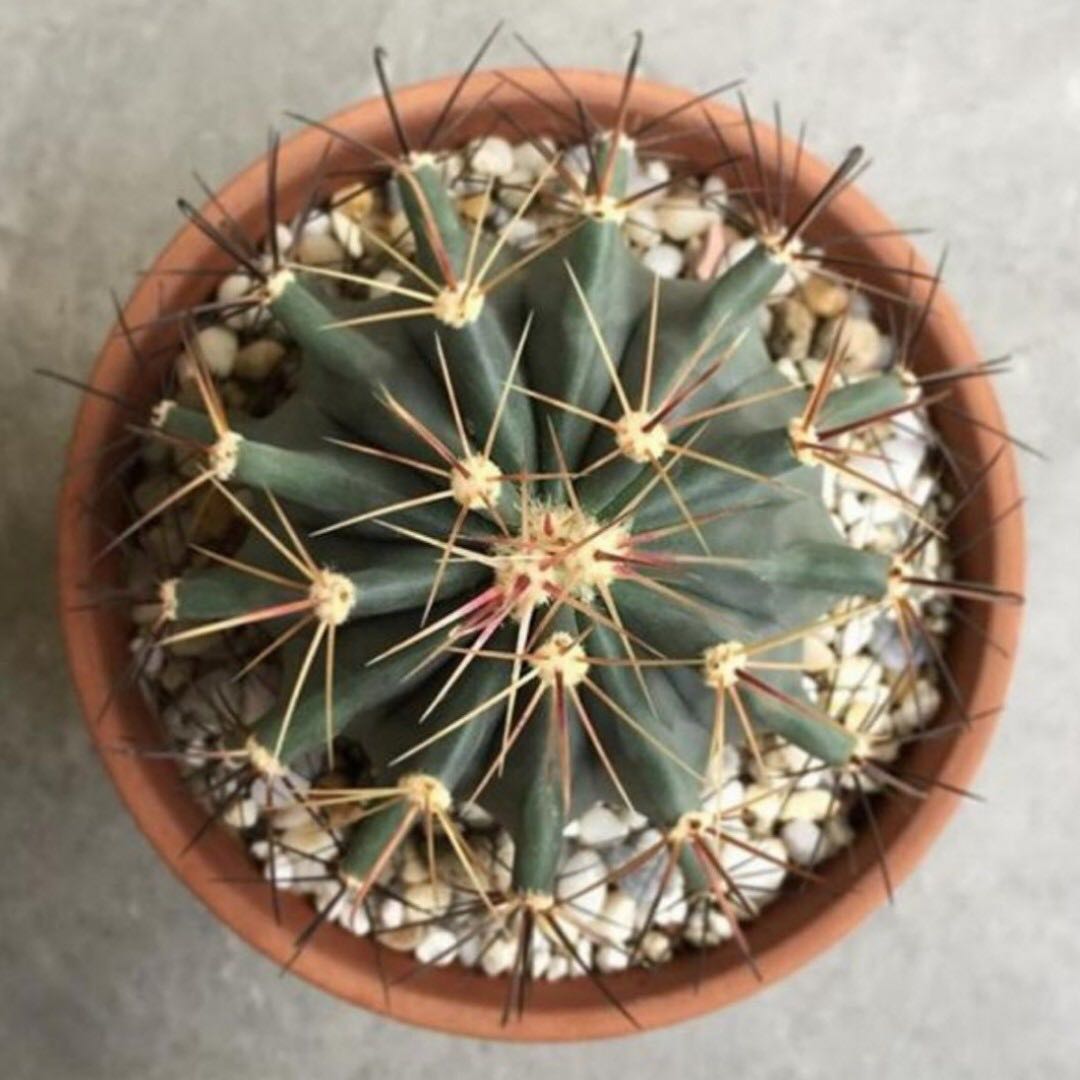Huge Ferocactus Glaucescens Blue Barrel Cactus Gardening On Carousell