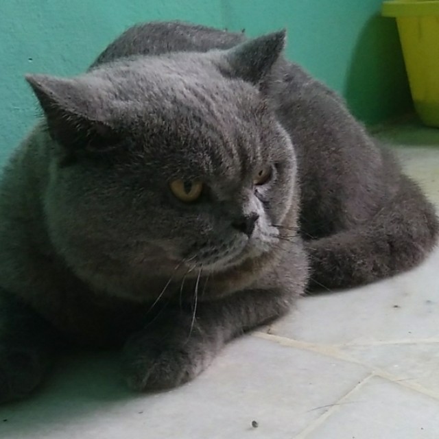 British Shorthair Icfa Pet Supplies Pet Food On Carousell