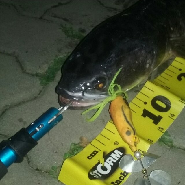 Buzz frog lure