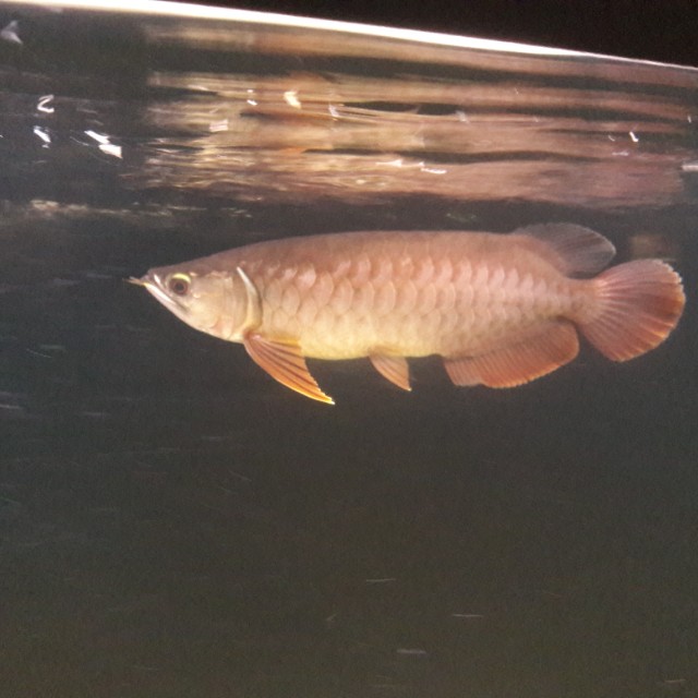 spoonhead arowana