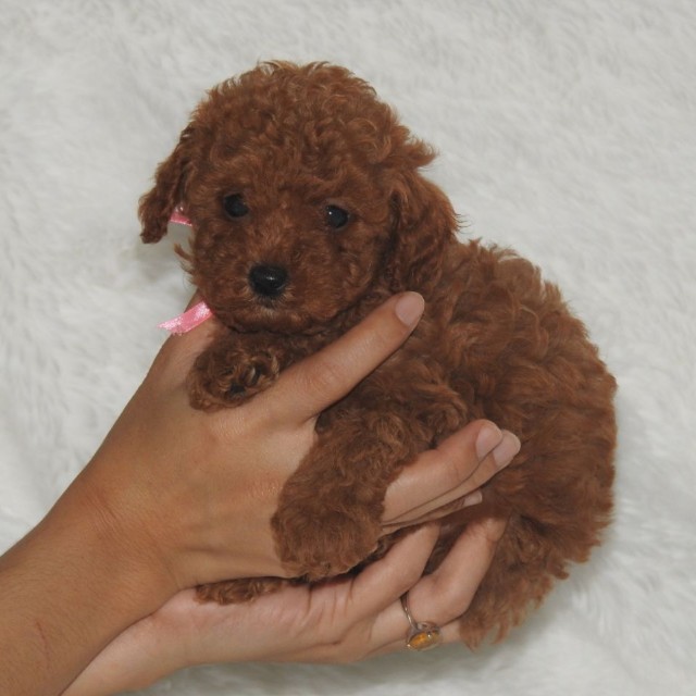Super red toy poodle