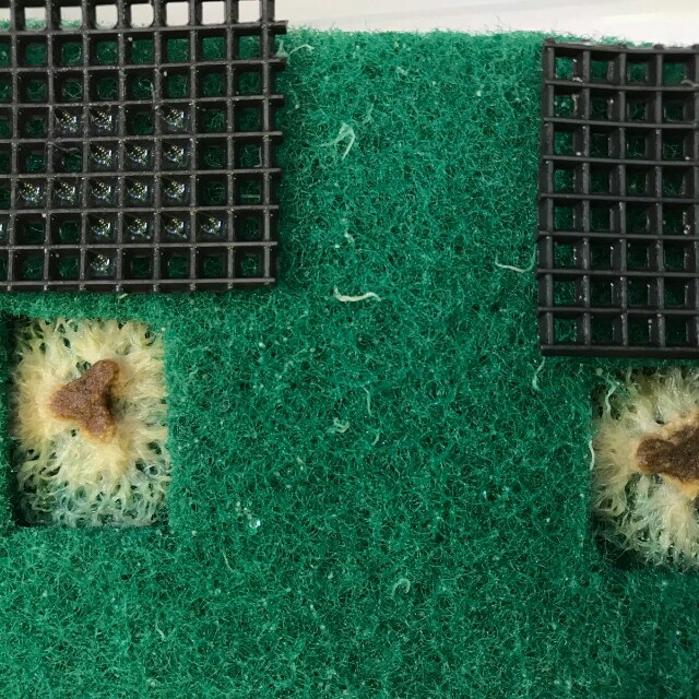 Live worms for Fishes - Grindal Worm, Pet Supplies, Pet Food on Carousell