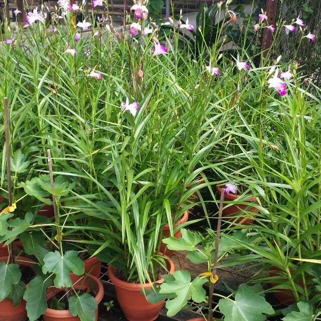 Arundina Graminifolia / Bamboo Orchid ($16.90/$28), Furniture & Home