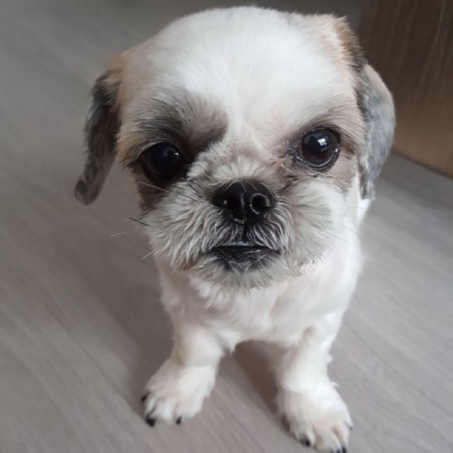 Shih tzu up shop for adoption