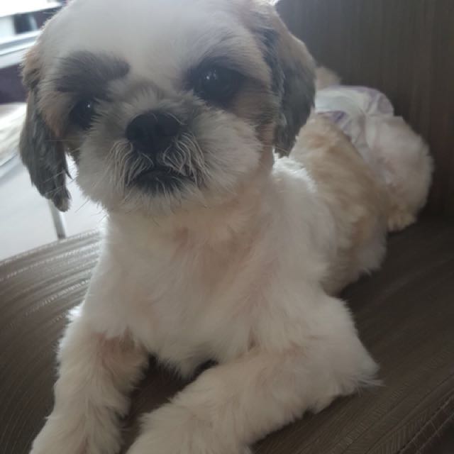 Shih tzu 2025 up for adoption