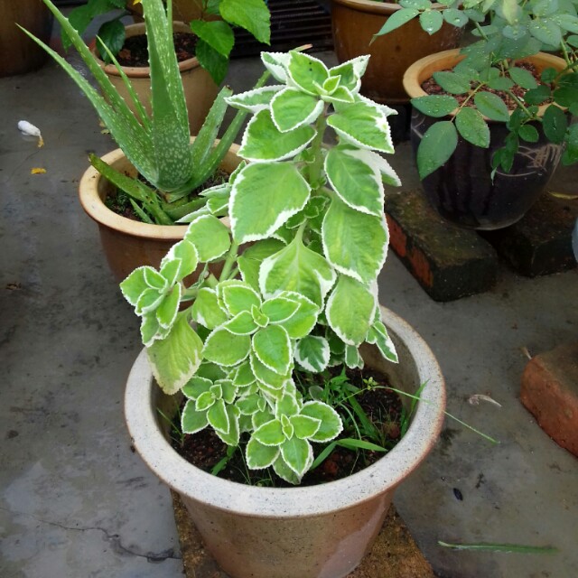 Pokok Ati Ati Hijau Home Furniture Gardening On Carousell