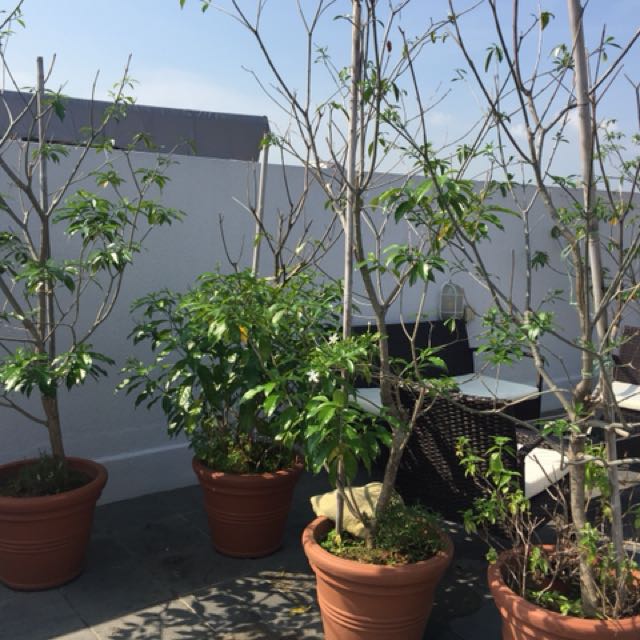 6 Jasmine Trees Shrubs White Pinwheel Flowers Gardening On Carousell