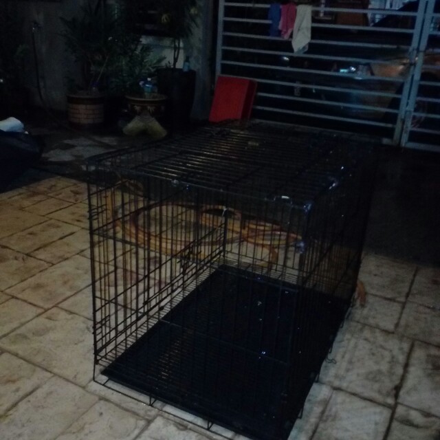 Sangkar Kucing Besi Solid, Pet Supplies, Pet Accessories on Carousell