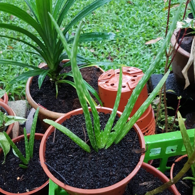 Aloe Vera Plant Organic Compost Soil Gardening On Carousell