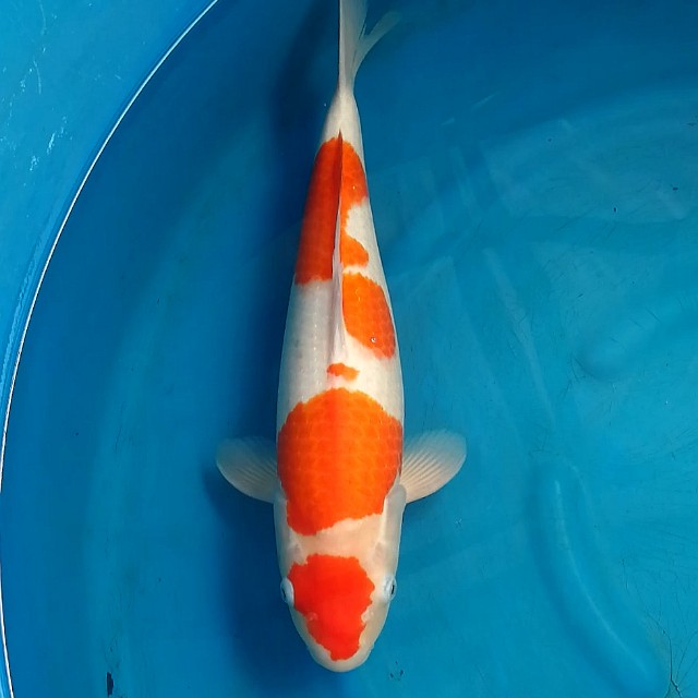 All About Koi Fish Life Koi Fish Price Singapore