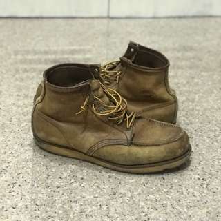 Red wing Irish setter