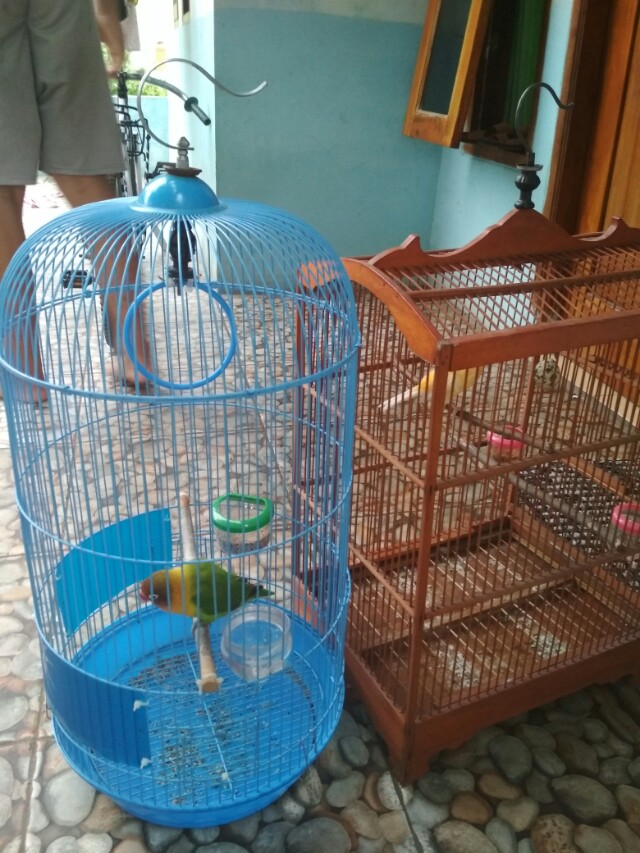Burung Lb Dan Kenari Pet Supplies Accessories On Carousell