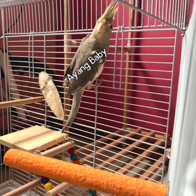 Parrot / Bird Boarding CCK, Pet Supplies, Pet Food on Carousell