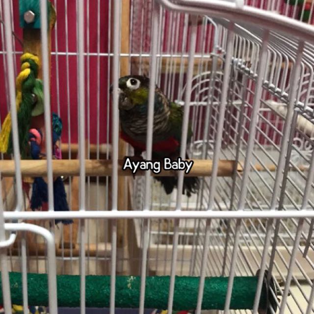 Parrot / Bird Boarding CCK , Pet Supplies, Homes & Other Pet