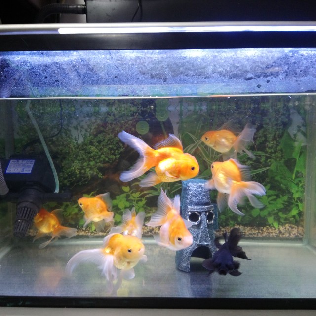 Goldfish for sale, Pet Supplies, Homes & Other Pet Accessories on Carousell