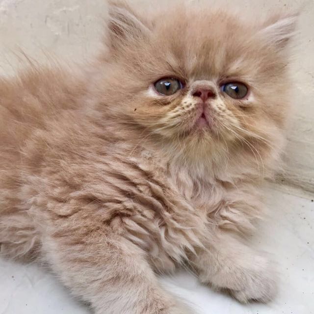 Adopsi Kucing Persia / Jual Kucing Persia, Serba Serbi, Others di Carousell