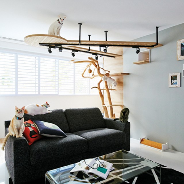 Cat Mounted Wall Walkway Furniture Others On Carousell