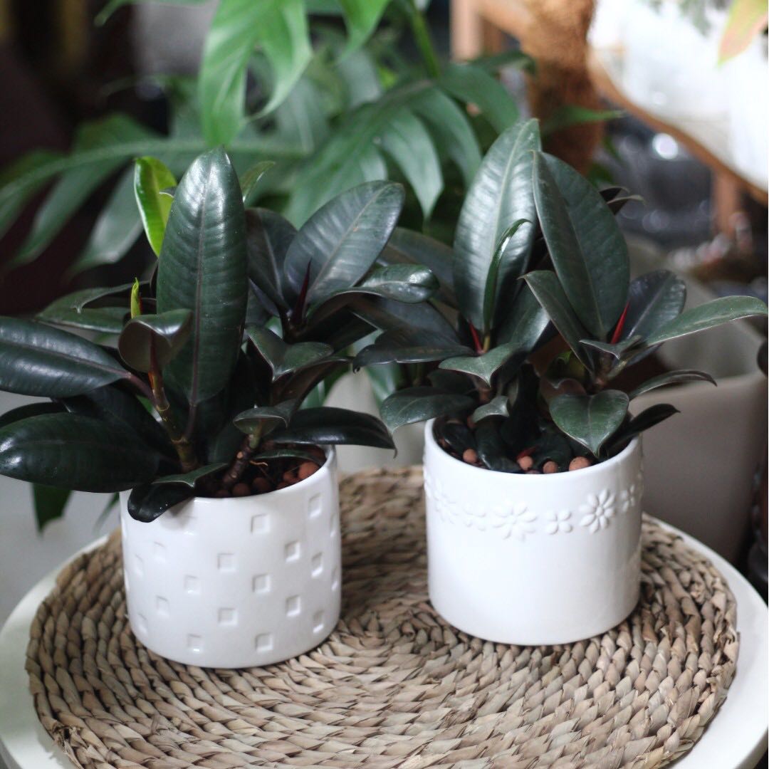 Xmas Flash Potted Rubber Tree Plant Ficus Elastica Photo