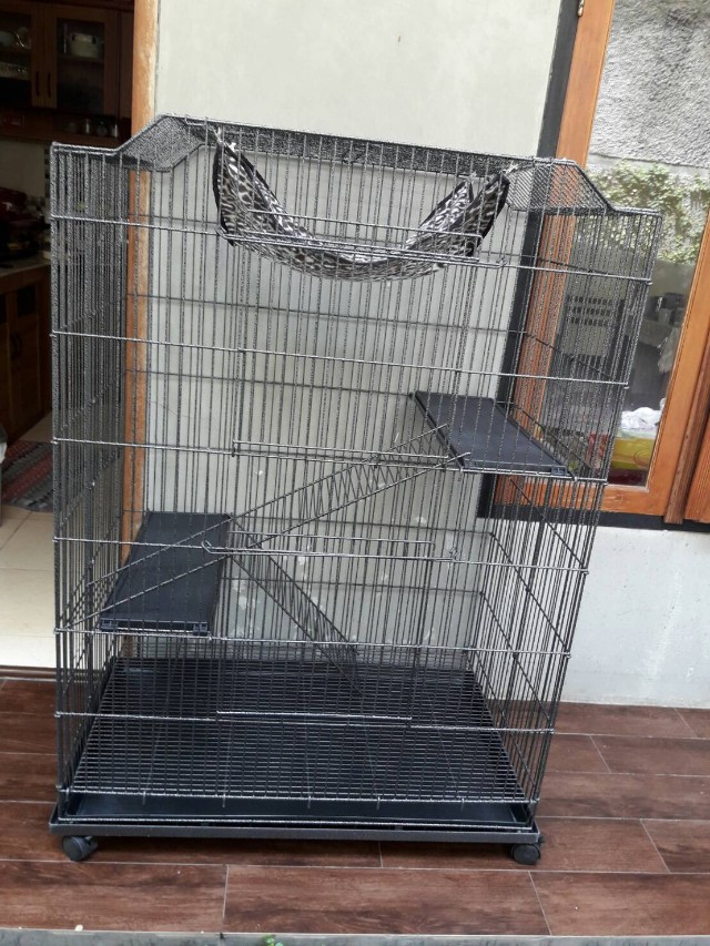 Kandang Kucing Persia Buatan Sendiri - Pagar Rumah
