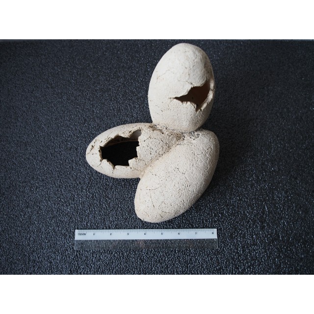 Exo terra dinosaur eggs Pet Supplies Homes Other Pet