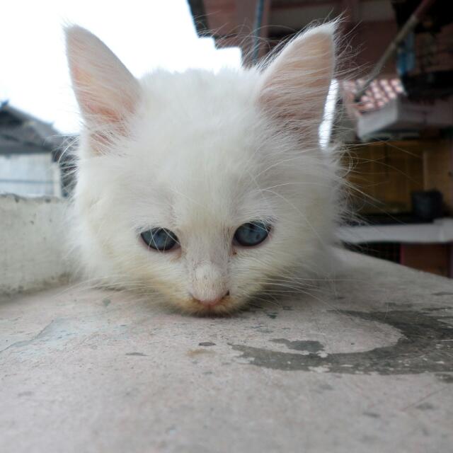 Kucing Persia Putih Mata Biru / Harga Kucing Persia Terbaru 2021 Ada