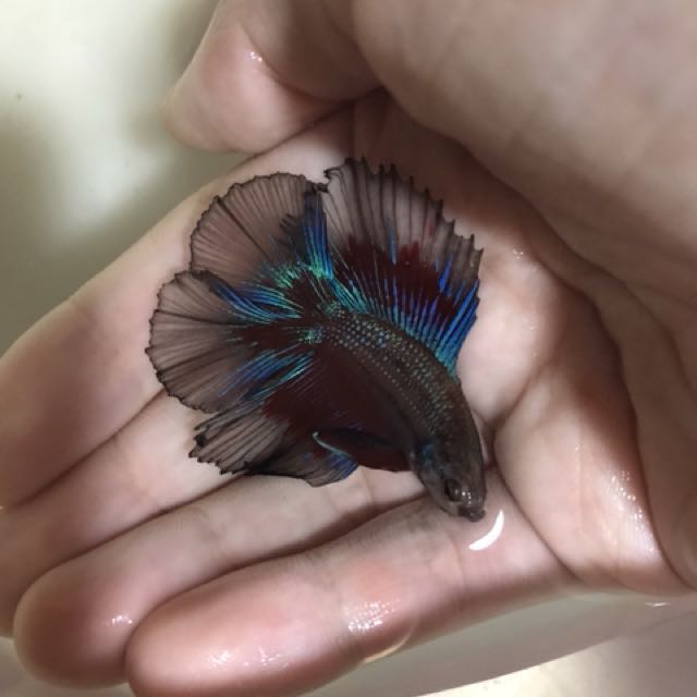 Attison betta clearance