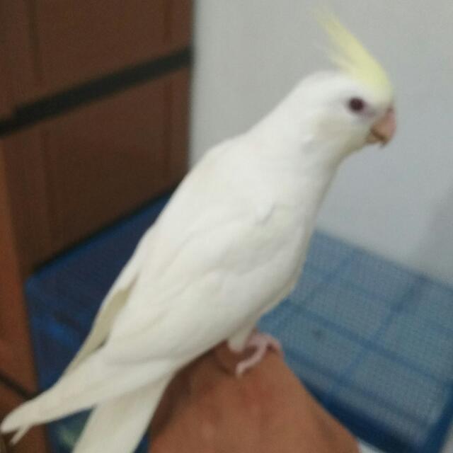 Burung Falk Albino Kaka Tua Mini Mata Merah Looking For On