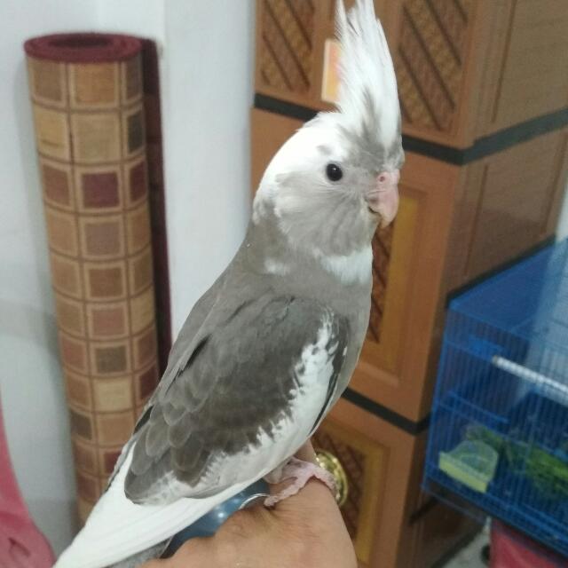 Burung Falk White Face Kaka Tua Mini Looking For On Carousell