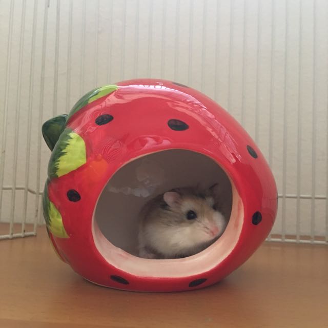 strawberry hamster house