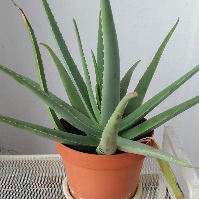 Aloe Vera Plant Home Furniture Gardening On Carousell