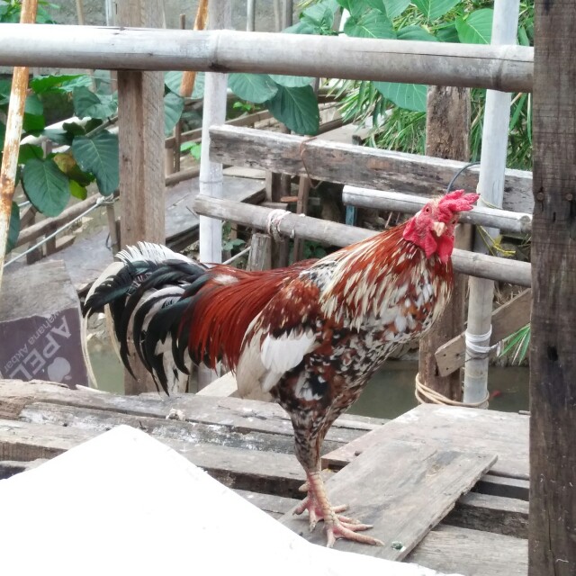 Ayam Jantan Kampung Barang Yang Dicari Di Carousell